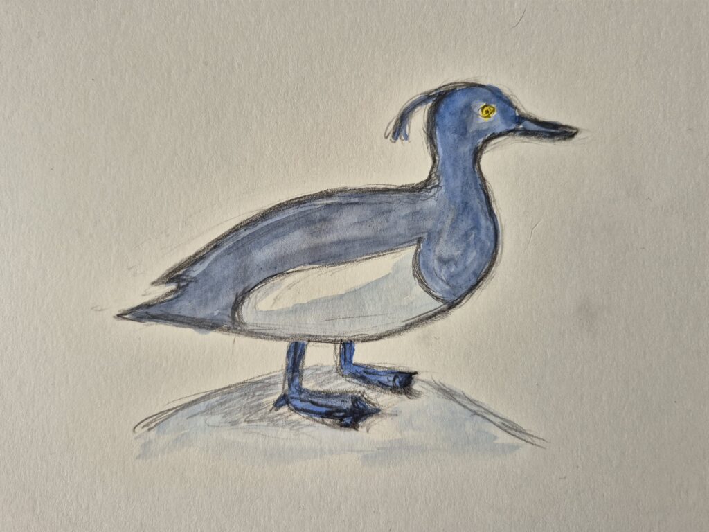 Akvarel, troldand, 2025