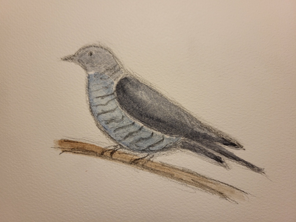 Gøg, blyant og akvarel