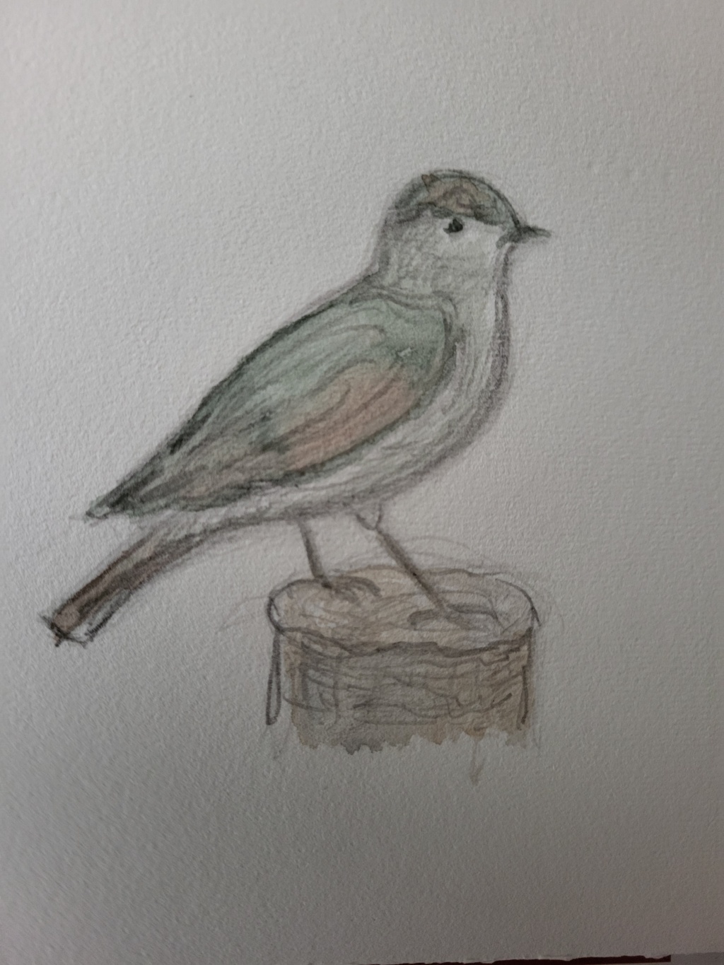 Gransanger, blyant og akvarel