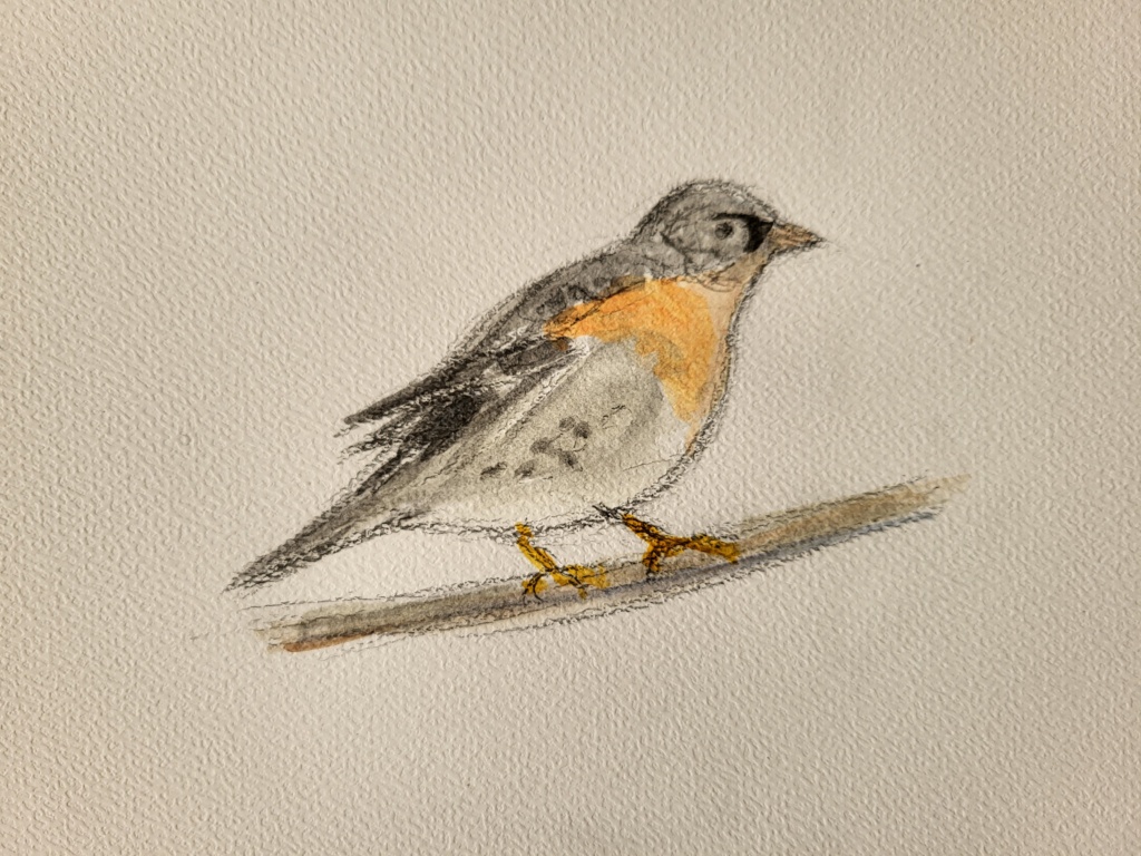 Kvækerfinke, blyant og akvarel