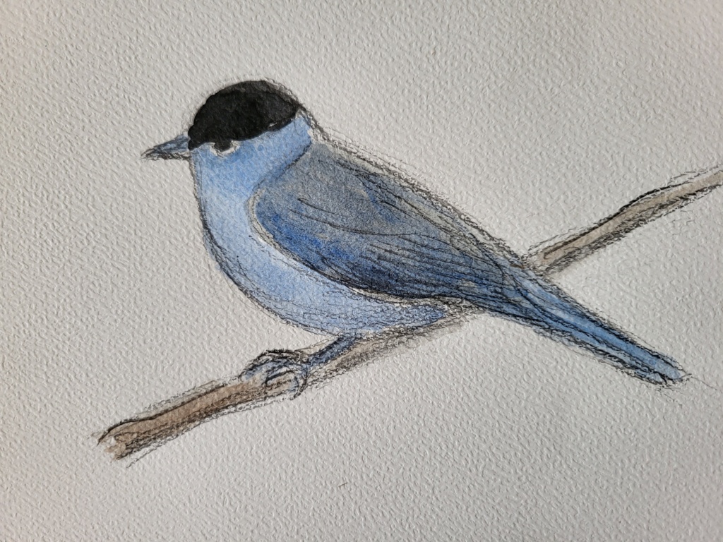 Munk, blyant og akvarel