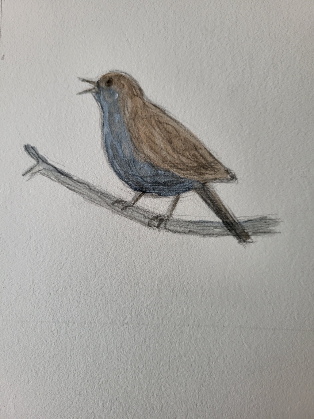 Nattergal, blyant og akvarel