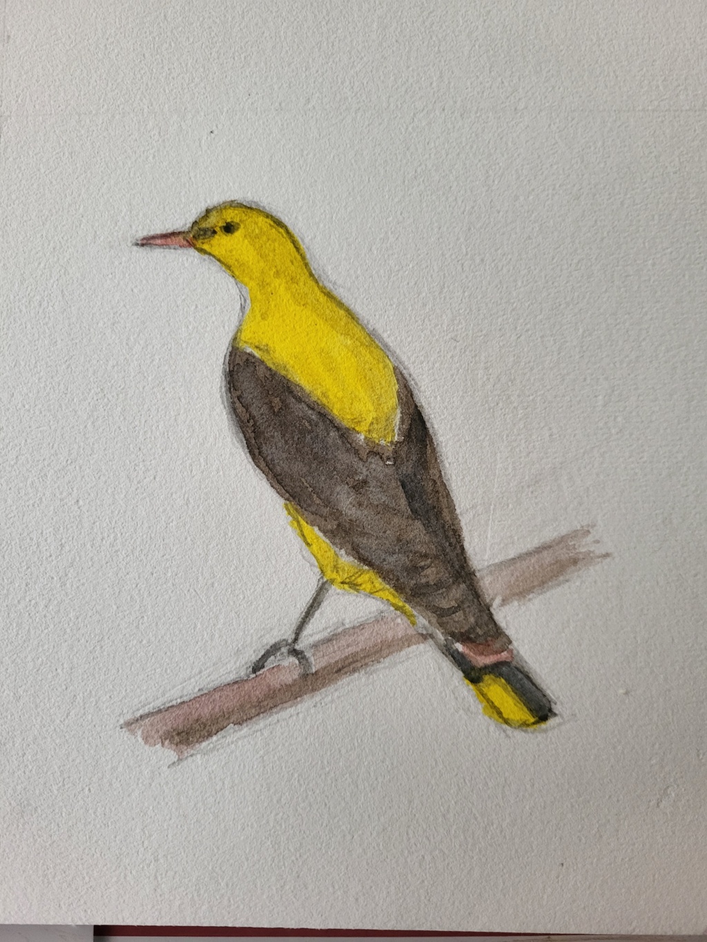 Pirol, blyant og akvarel