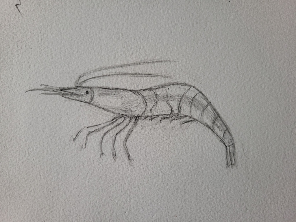 Reje, blyant og akvarel