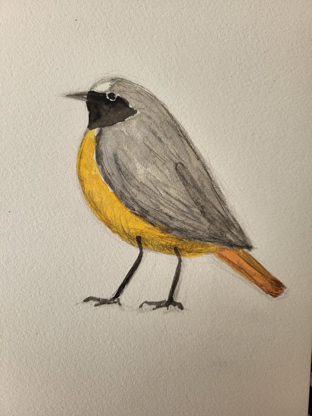 Rødstjert, blyant og akvarel