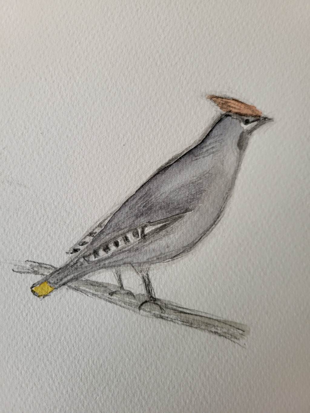 Silkehale, blyant og akvarel