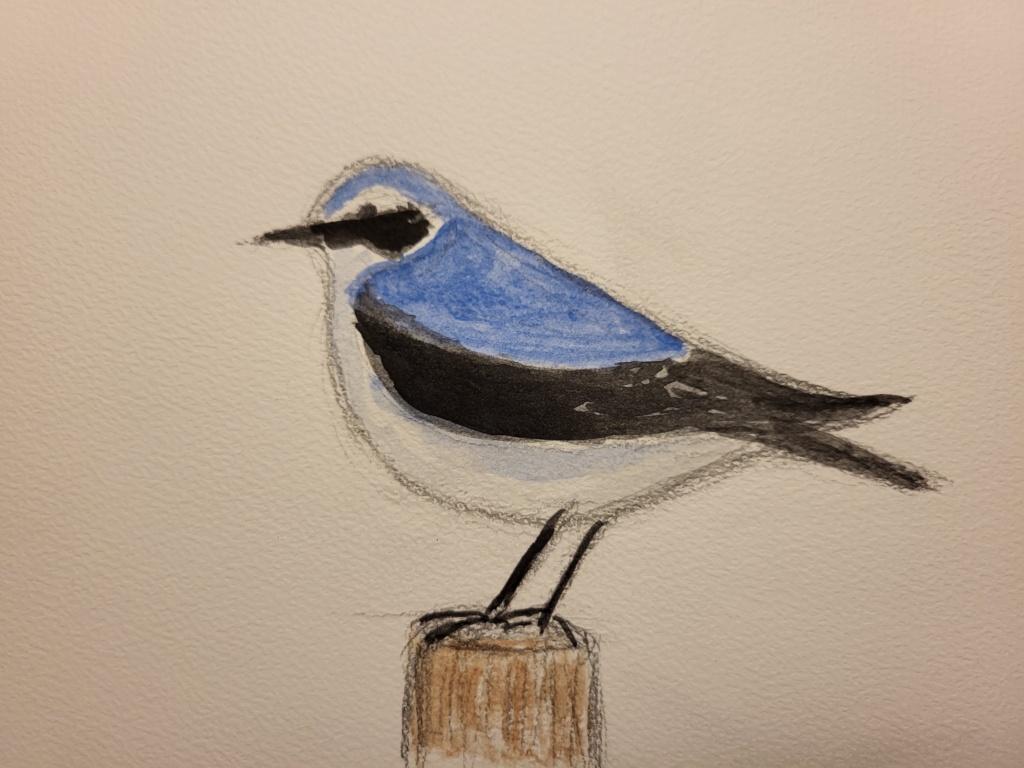 Stenpikker, blyant og akvarel