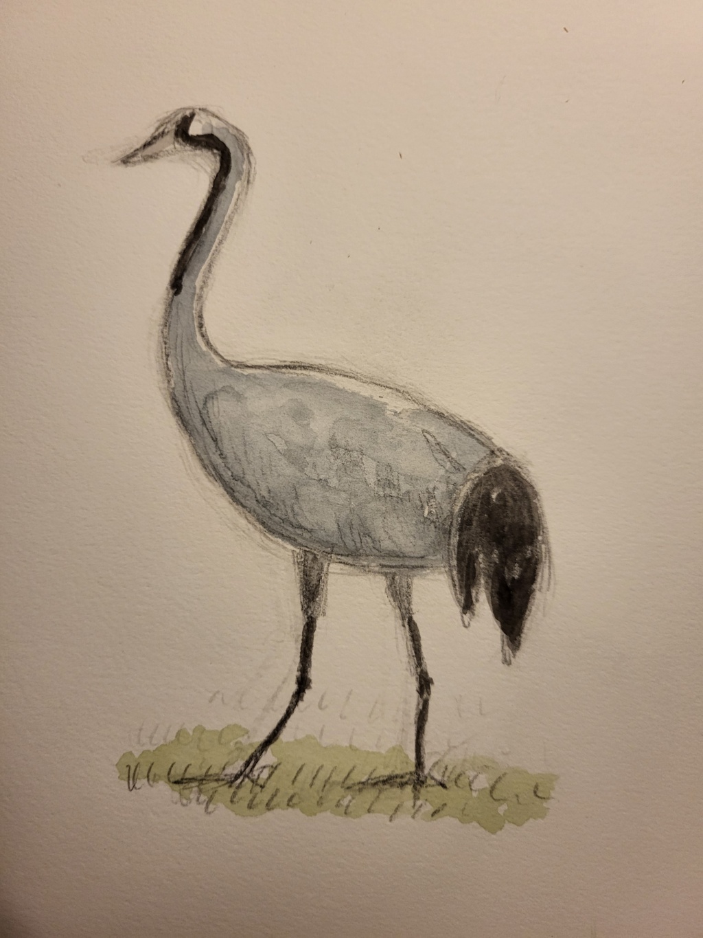 Trane, blyant og akvarel