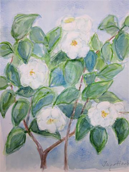 Jasminer, akvarel