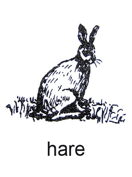 En hare