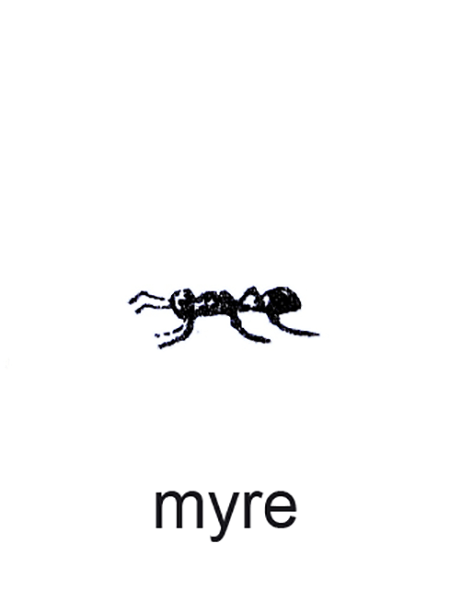En myre