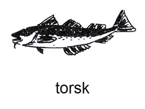 Torsk