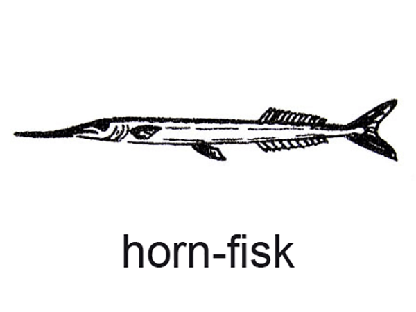 Hornfisk